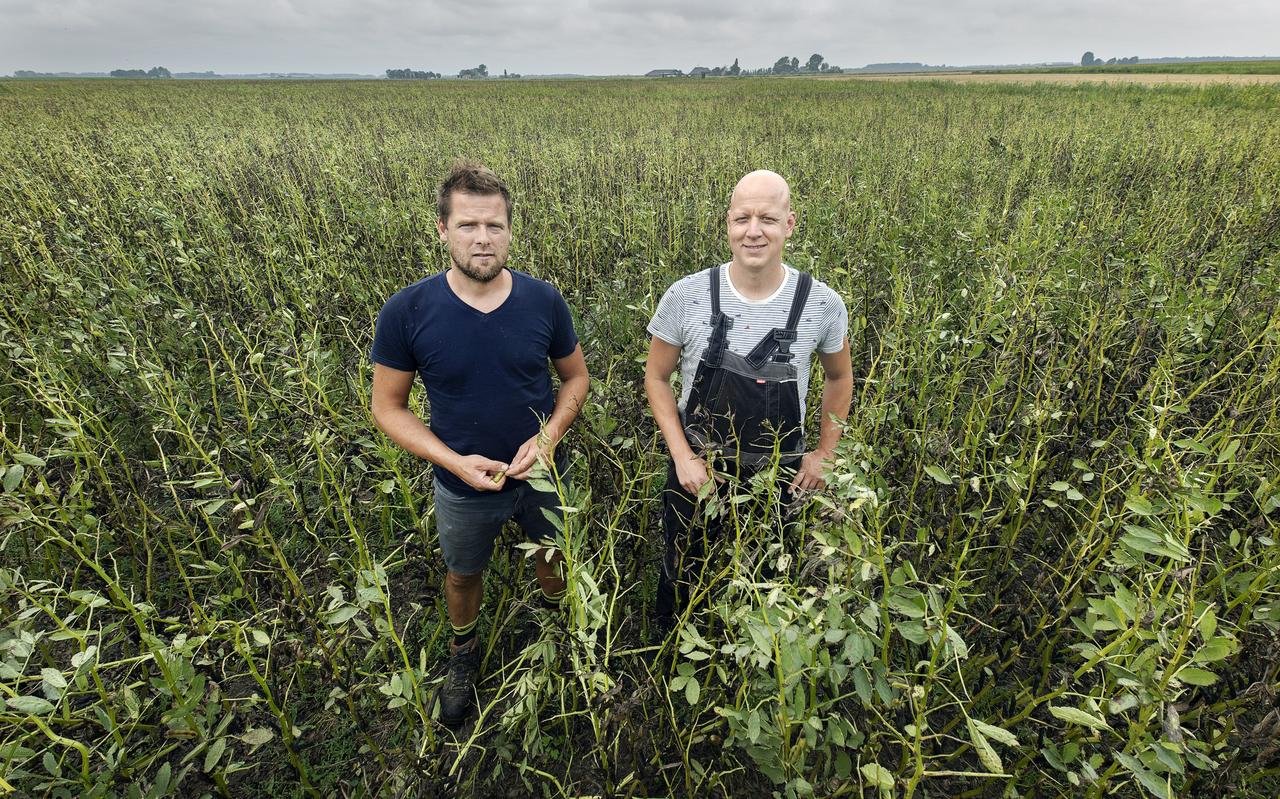 Wietze Jan (l) en Jacob Grijpma uit Warfstermolen in een perceel met zomerveldbonen dat begin volgende maand geoogst zal worden. Wietze Jan (l) en Jacob Grijpma uit Warfstermolen in een perceel met zomerveldbonen dat begin volgende maand geoogst zal worden.