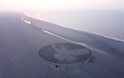De grote vredesduif op het strand van Schiermonnikoog.